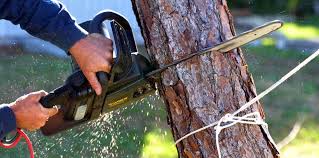 Best Emergency Tree Removal  in Hammonton, NJ