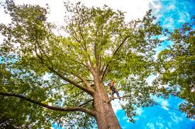 Best Storm Damage Tree Cleanup  in Hammonton, NJ