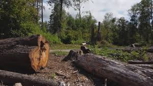 Best Tree Maintenance Programs  in Hammonton, NJ