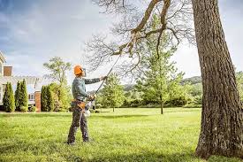 How Our Tree Care Process Works  in  Hammonton, NJ