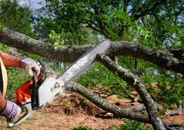 Best Tree Mulching  in Hammonton, NJ
