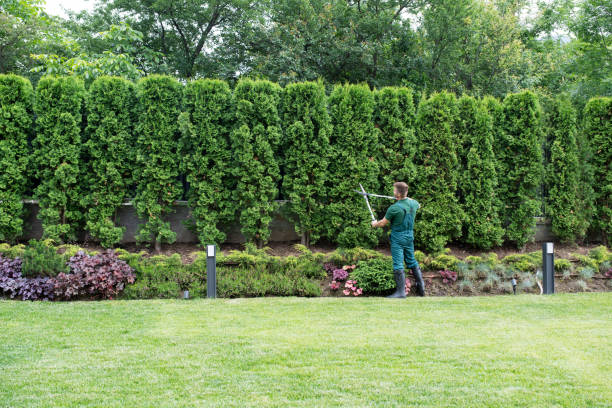 Best Hazardous Tree Removal  in Hammonton, NJ