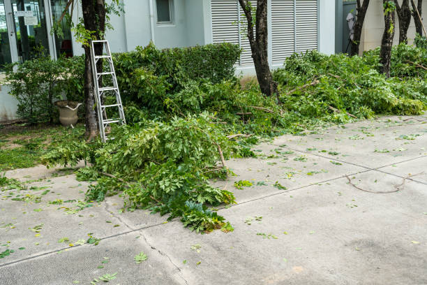 Best Lawn Irrigation Installation and Maintenance  in Hammonton, NJ