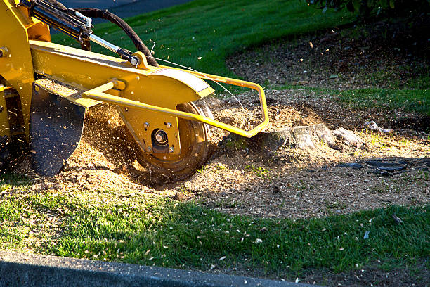 Best Stump Grinding and Removal  in Hammonton, NJ