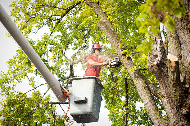 Tree and Shrub Care in Hammonton, NJ