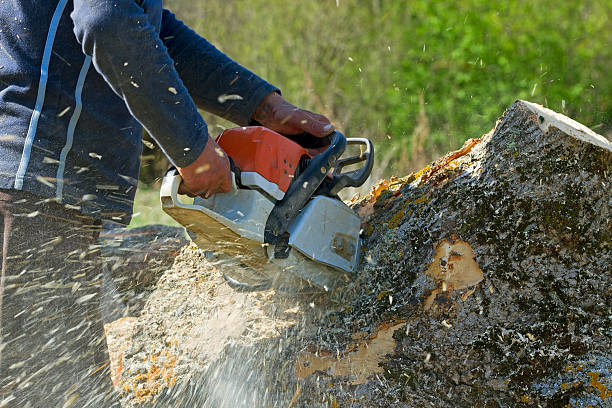 Best Landscape Design and Installation  in Hammonton, NJ