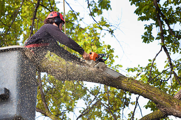 Best Aeration Services  in Hammonton, NJ
